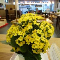 桐たんすの社長ブログ　１２月　お店のお花のご紹介と今年最後のクリアランスセールのPRです。です。