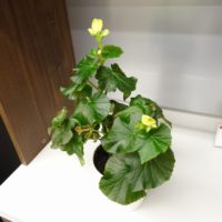 こだわりの桐タンスの社長ブログ　ずっと葉っぱだったこのお花が咲いてきました。