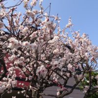 こだわりの桐たんすの社長ブログ　近くのお家の梅が咲いてきました。