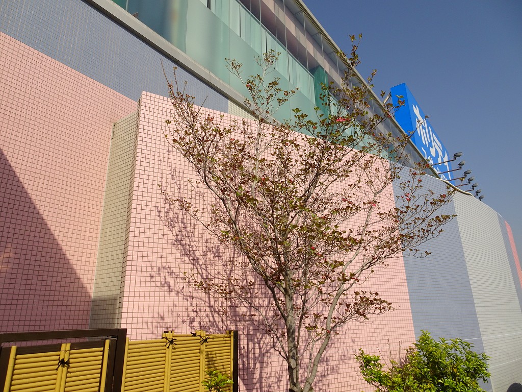 2019年のホリデイ泉大津店の玄関にある花水木の木