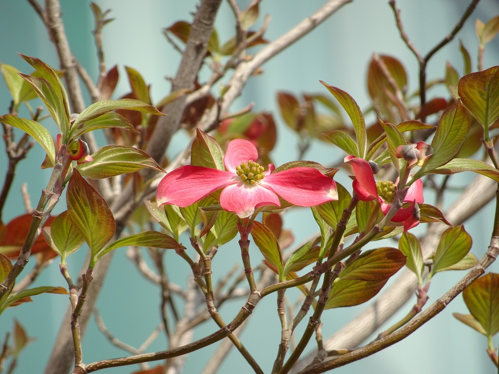 2019年の泉大津市ホリデイ泉大津店の玄関にある花水木の花