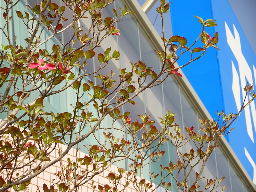 2019年の泉大津市ホリデイ泉大津店の玄関にある花水木の花です