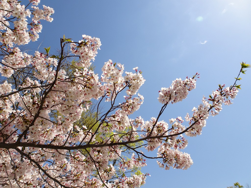 2019年　大阪城　桜　こだわりの桐たんすの社長ブログ