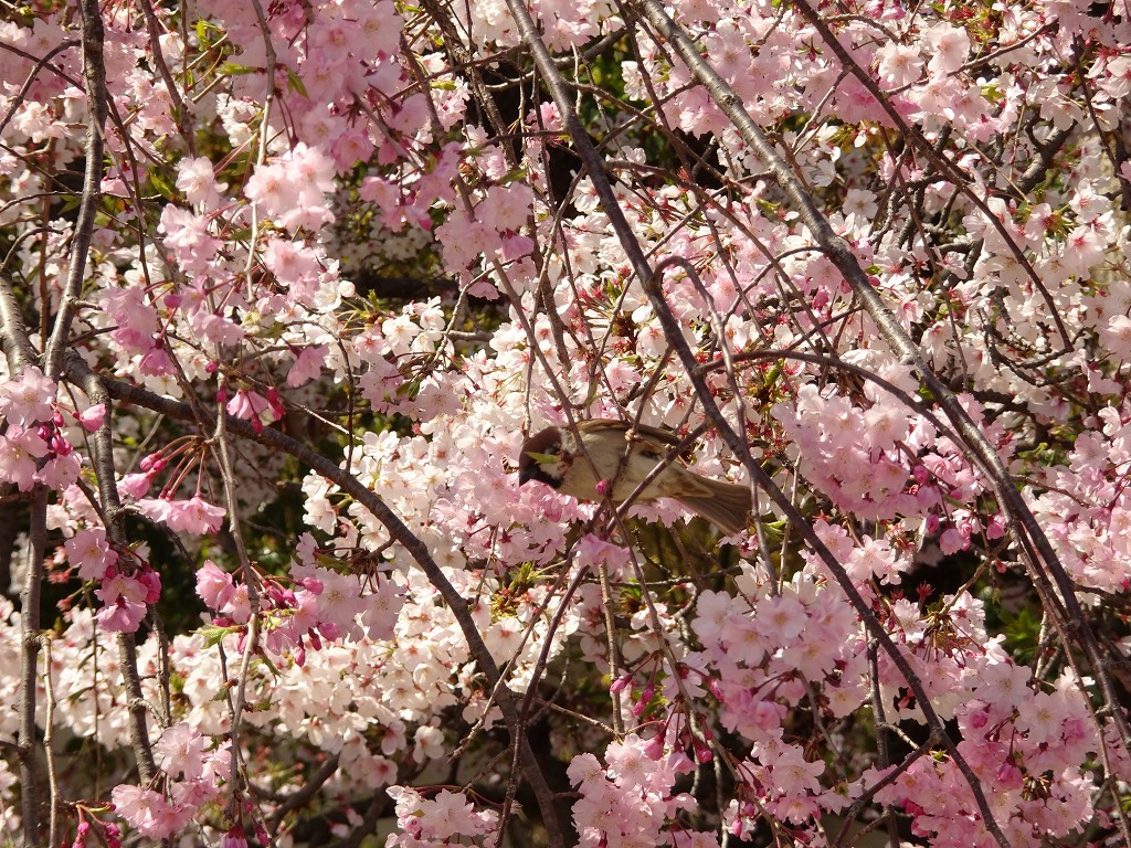 2019年　大阪城　桜　こだわりの桐たんすの社長ブログ