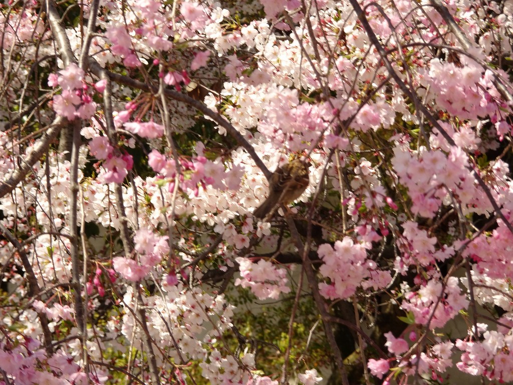 2019年　大阪城　桜　こだわりの桐たんすの社長ブログ