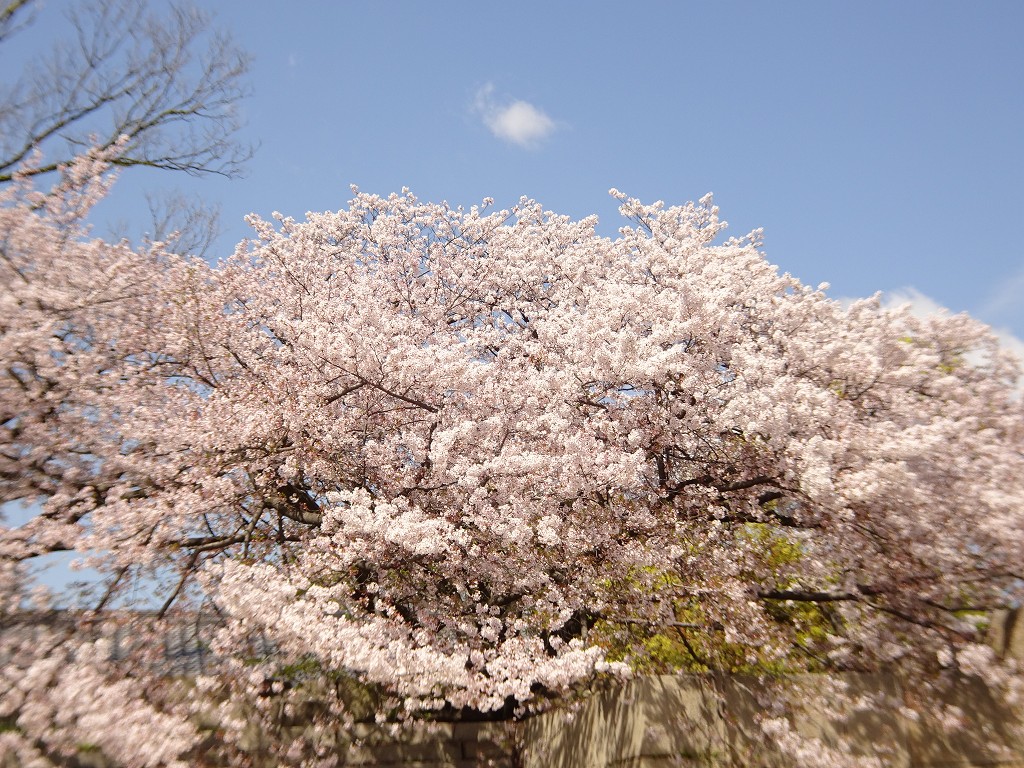 2019年　大阪城　桜　こだわりの桐たんすの社長ブログ