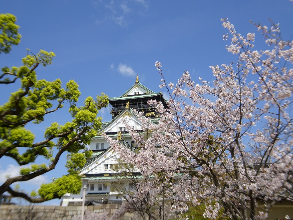 2019年　大阪城　桜　こだわりの桐たんすの社長ブログ