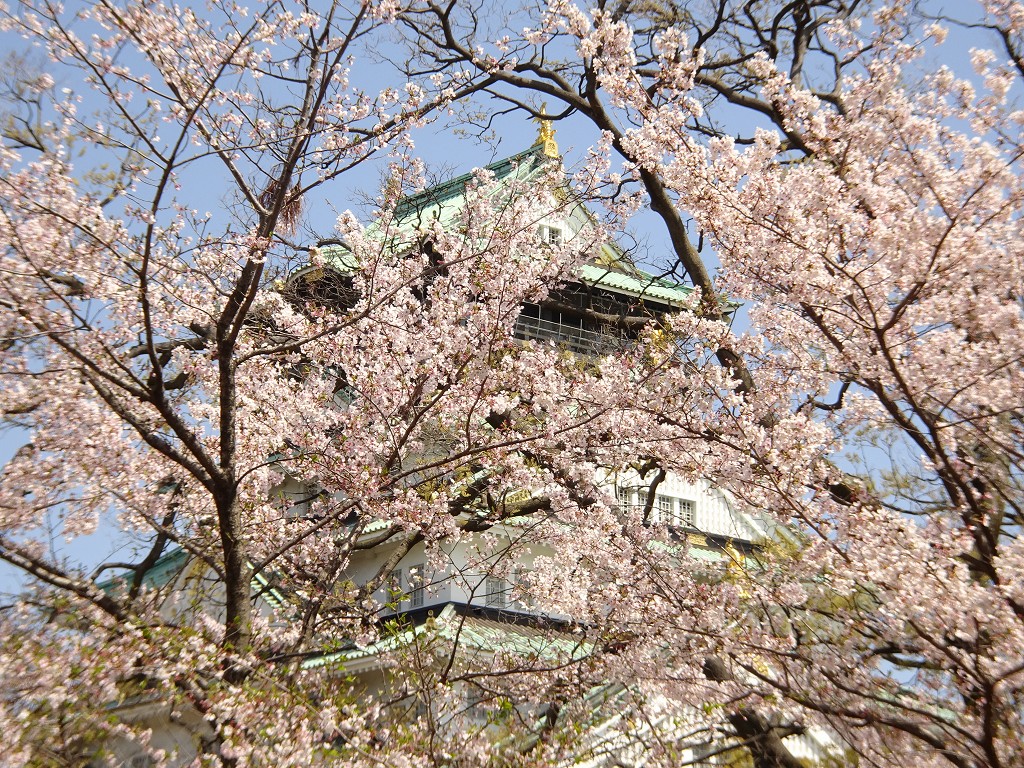 2019年　大阪城　桜　こだわりの桐たんすの社長ブログ