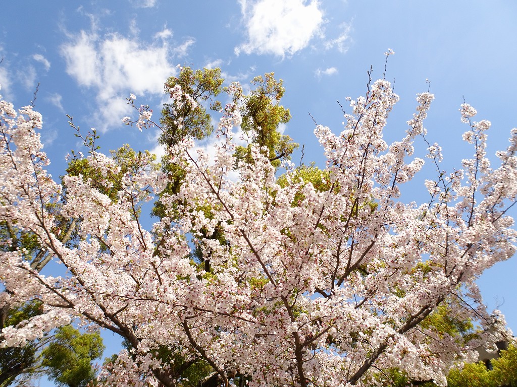 2019年　大阪城　桜　こだわりの桐たんすの社長ブログ