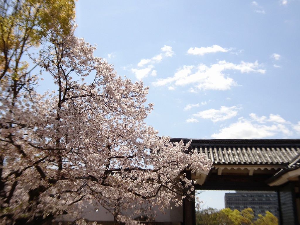 2019年　大阪城　桜　こだわりの桐たんすの社長ブログ