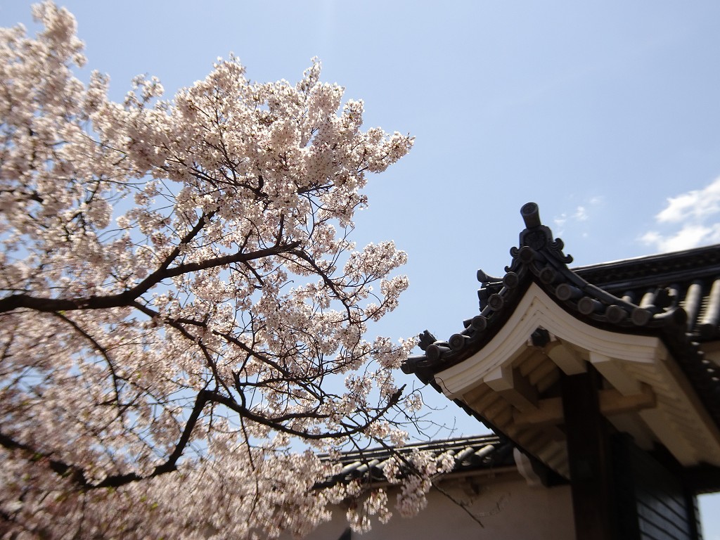 2019年　大阪城　桜　こだわりの桐たんすの社長ブログ