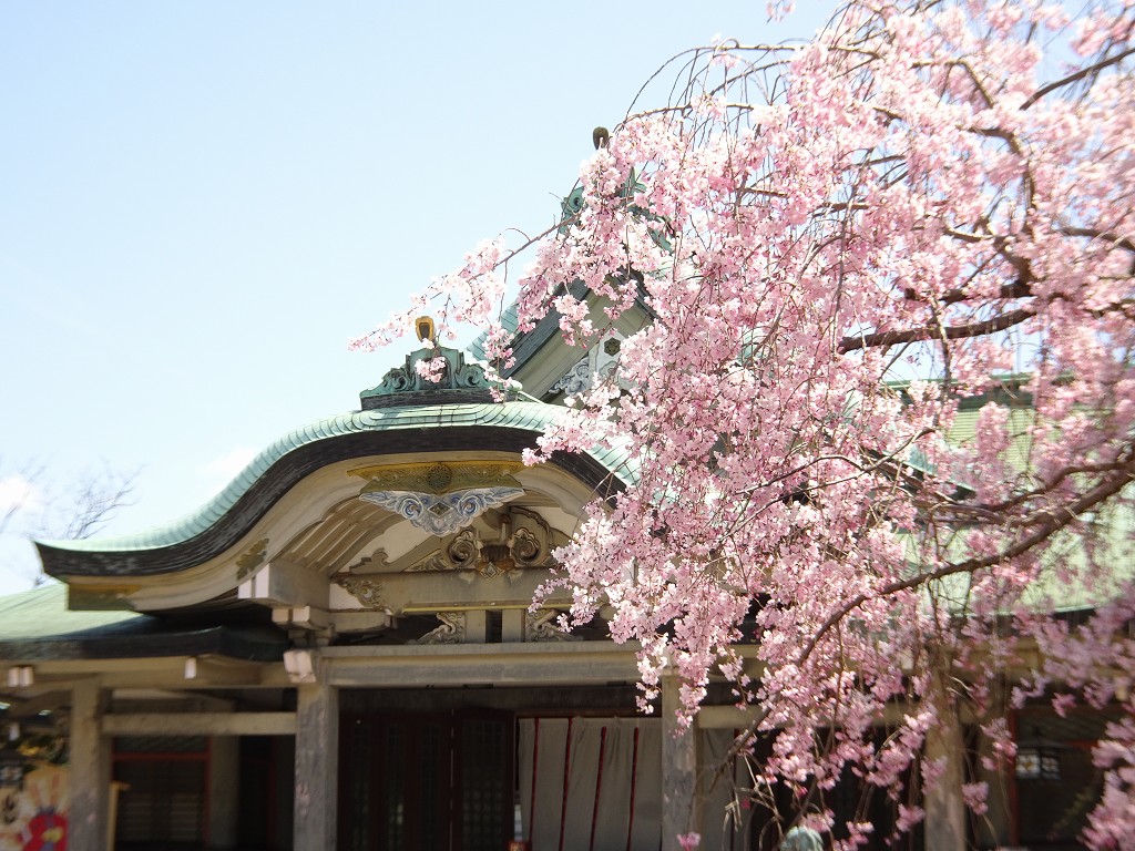 2019年　大阪城　桜　豊國神社　こだわりの桐たんすの社長ブログ