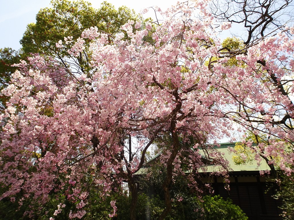 2019年　大阪城　桜　豊國神社　こだわりの桐たんすの社長ブログ