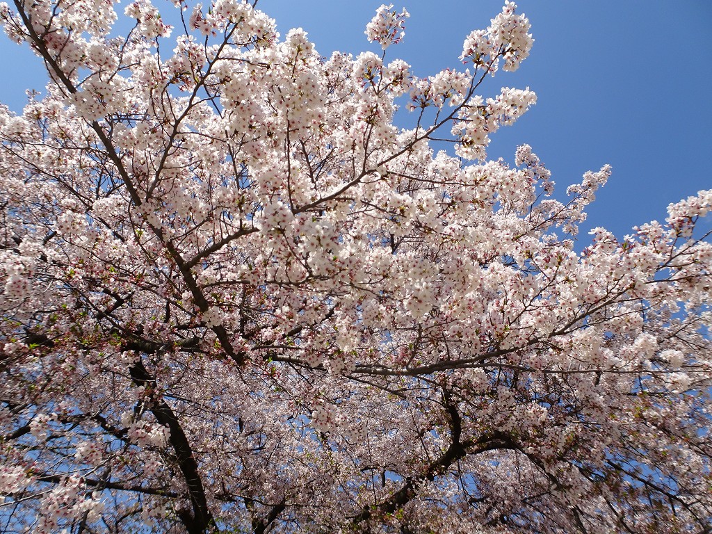 2019年　大阪城　桜　西ノ丸庭園　こだわりの桐たんすの社長ブログ