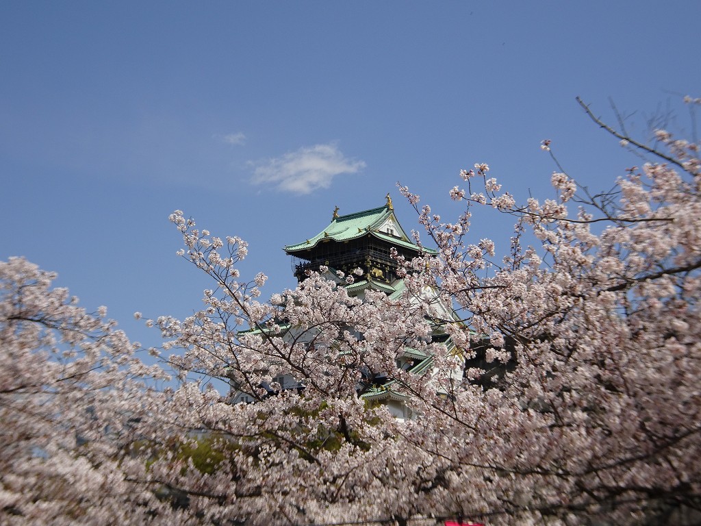 2019年　大阪城　桜　西ノ丸庭園　こだわりの桐たんすの社長ブログ