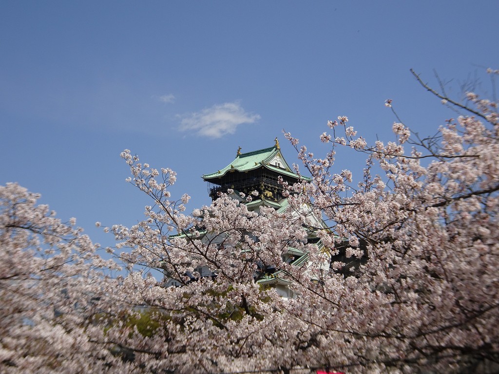 2019年　大阪城　桜　西ノ丸庭園　こだわりの桐たんすの社長ブログ