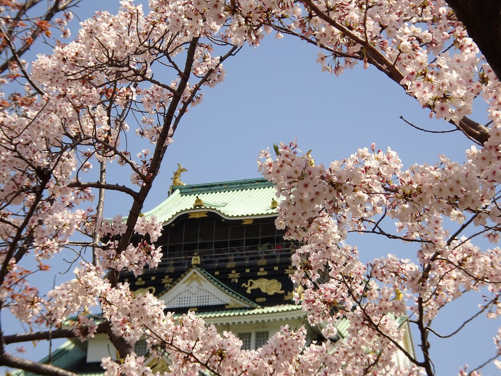 2019年　大阪城　桜　こだわりの桐たんすの社長ブログ