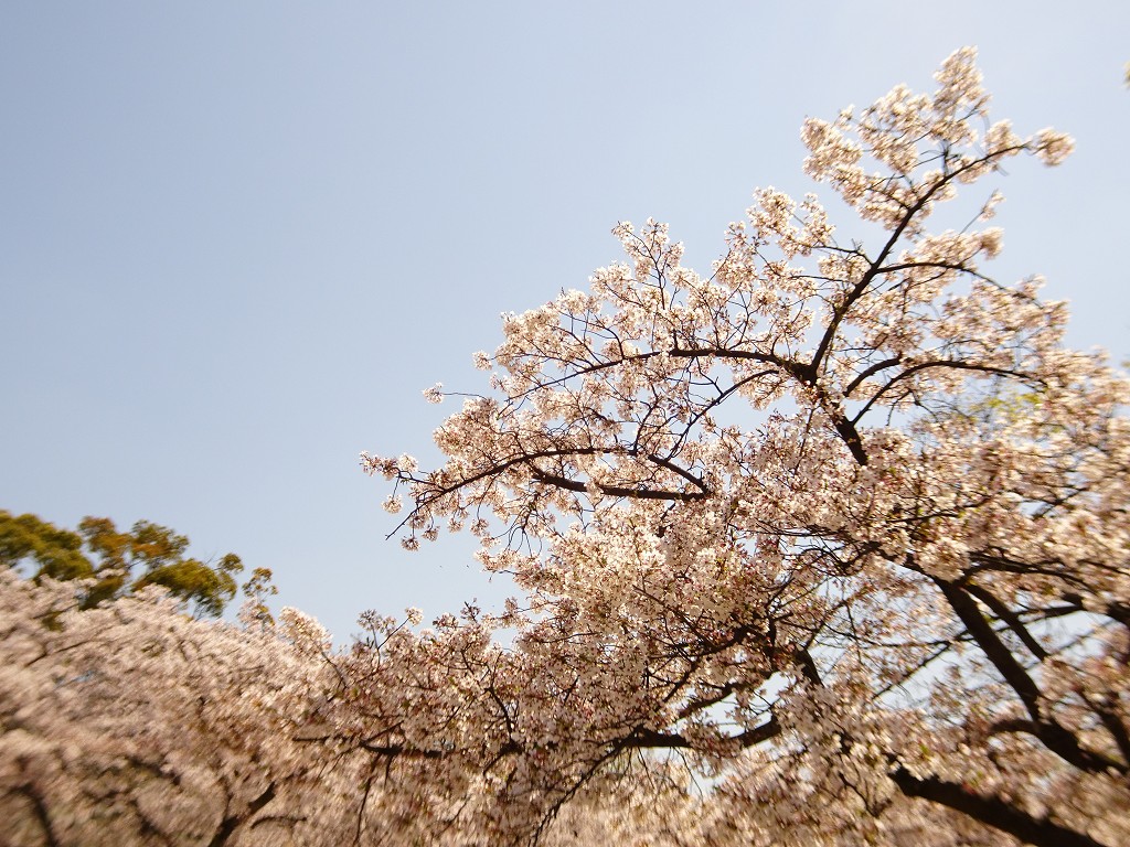 2019年　大阪城　桜　こだわりの桐たんすの社長ブログ