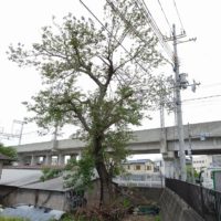 こだわりの日本の桐箪笥の社長ブログ　岸和田市の上町（南海本線横）にあった桐の木が伐採されて無くなってしまいました。とても残念です。