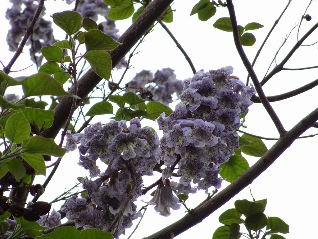 岸和田市の桐の木のお花