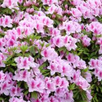 こだわり桐たんすの社長ブログ　泉大津市公園墓地につつじのお花が毎年綺麗に咲きます。