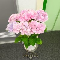 桐たんすの社長ブログ　6月新年度を迎えて、気分を新しくお花を購入しました。