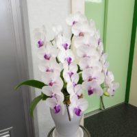 こだわりの桐たんすの社長ブログ　ショールームに胡蝶蘭のお花を飾りました。