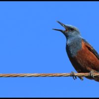こだわりの桐箪笥屋の社長ブログ　この鳥の名前がわかりました。「イソヒヨドリ」です。