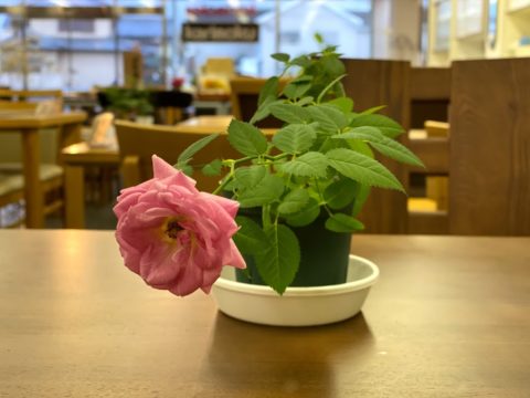 横むいて初音のミニ薔薇咲きました。(笑)