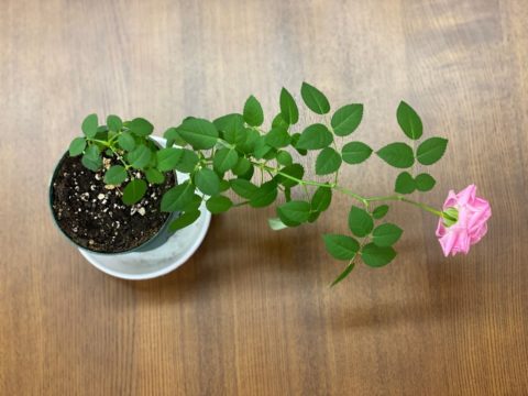 横むいて初音のミニ薔薇が咲きました。