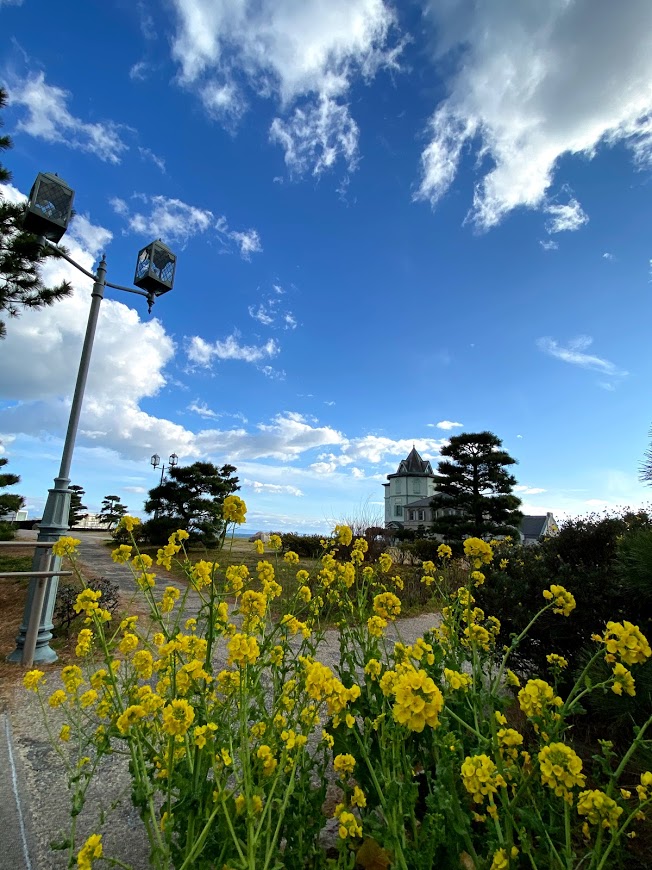 舞子浜公園　菜の花　写真
