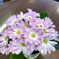 こだわりの桐箪笥屋の社長blog　このお花ってなんて言う名前？でしょう。