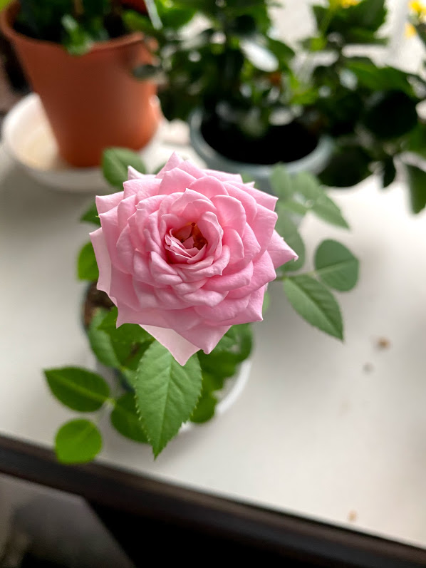 初音ショールームのミニ薔薇のピンクのお花