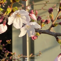 大阪で桜の花が開花しました