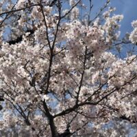 桐箪笥の社長ブログ　　明日は花散らしの雨☂️になるかもしれません。