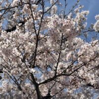 桐箪笥の社長ブログ　　明日は花散らしの雨☂️になるかもしれません。