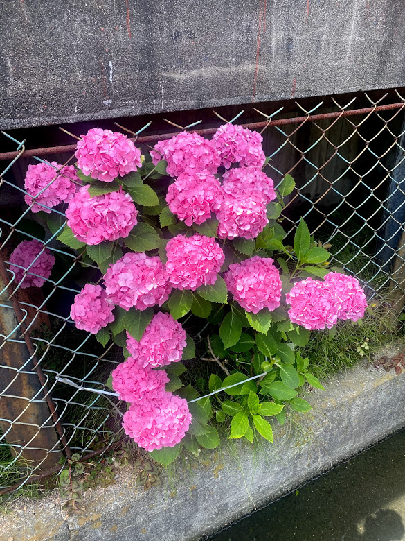 春木駅近くのフェンスの紫陽花