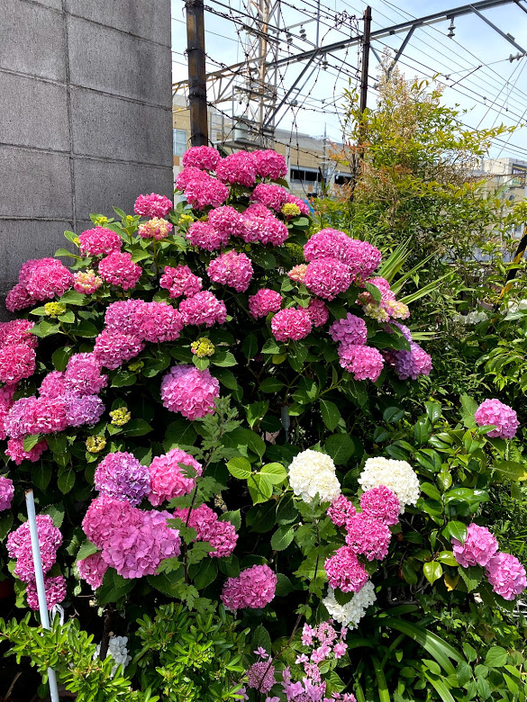 南海本線　春木駅近くのフェンスの紫陽花の花たち