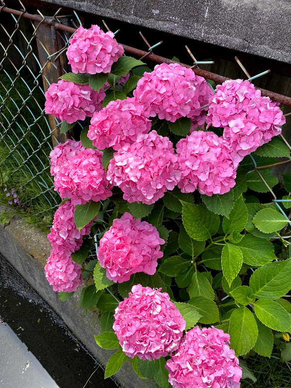 春木駅近くのフェンスの紫陽花の花