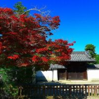 大阪も冷え込んできましたもう紅葉も終わりでこれから本格的な冬の天気になりつつあります