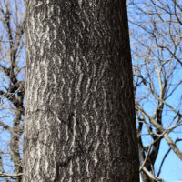 桐の木には命があります　その大切な命を何百年と生かせる桐たんすを作るのが私たちの仕事です