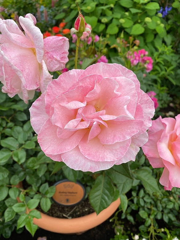 ユニバーサルスタジオジャパンのお花の写真