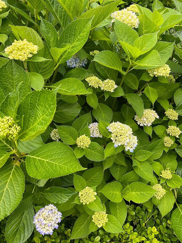 USJ　の　お花　　紫陽花　写真　