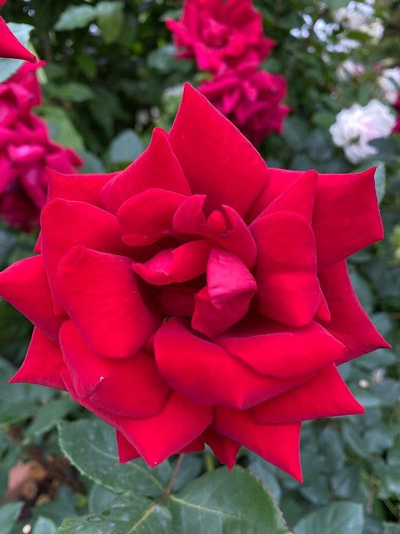 USJ　の　お花　　薔薇　写真　