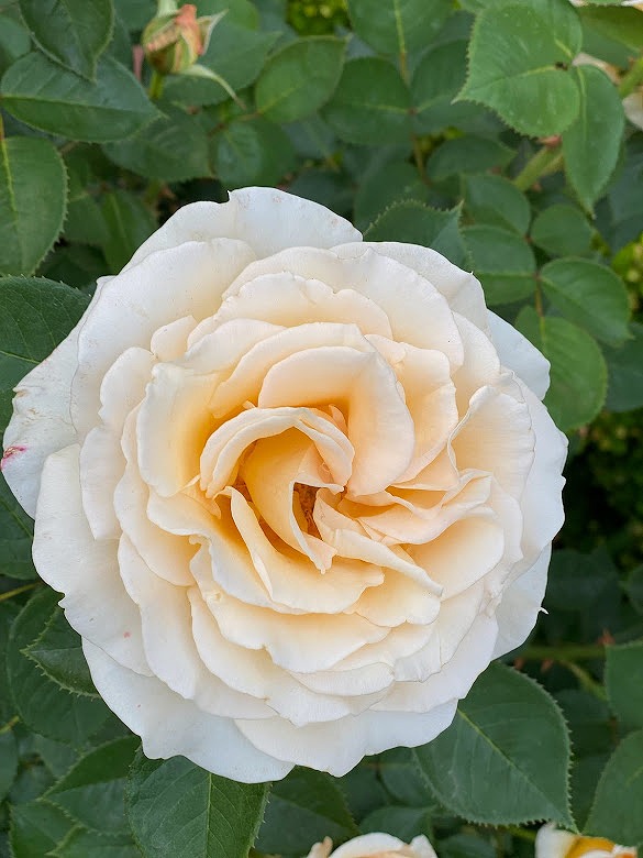 ユニバーサルスタジオジャパン　美しい　薔薇の　お花　画像