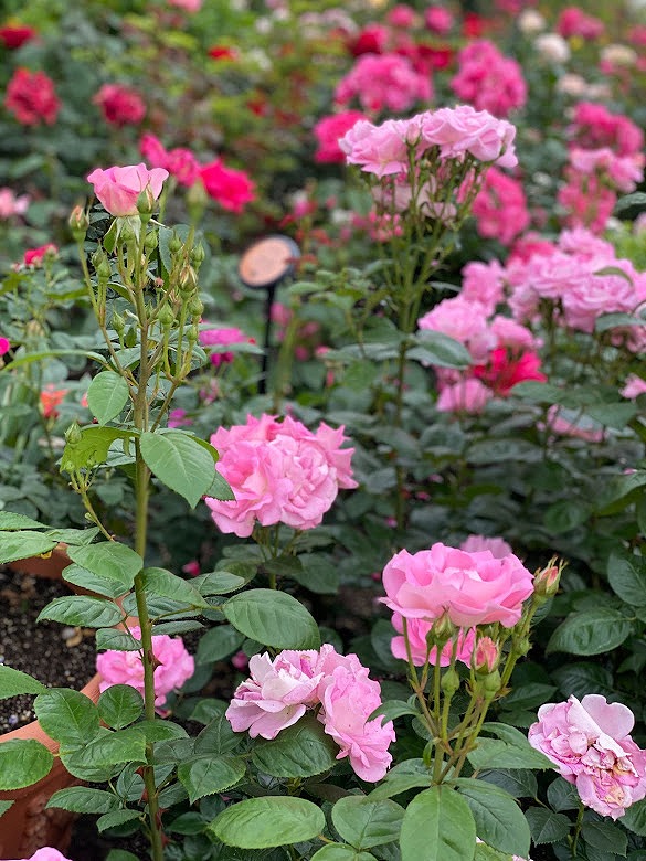 ユニバーサルスタジオジャパンの綺麗なお花達の　画像