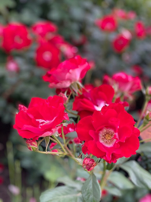 ユニバーサルスタジオジャパンの綺麗なお花　画像