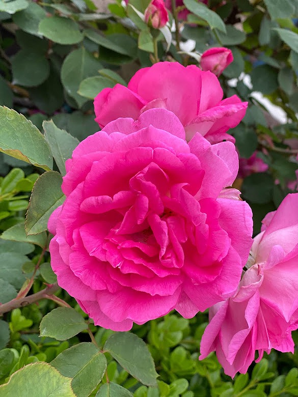 ユニバーサルスタジオジャパンの綺麗な薔薇のお花　画像