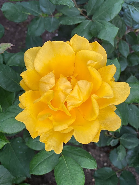 ユニバーサルスタジオジャパンの綺麗な黄色の薔薇のお花　画像２