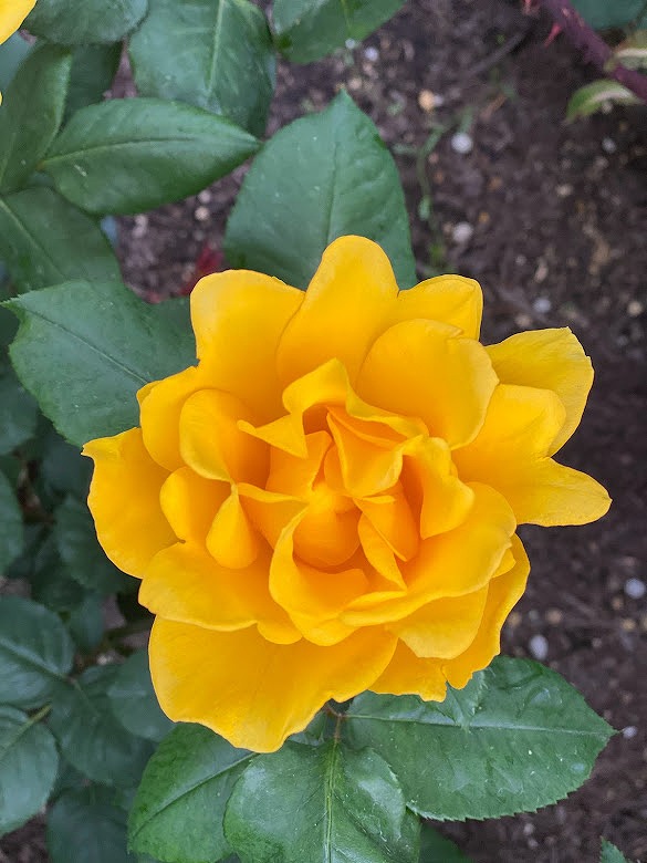 ユニバーサルスタジオジャパンの綺麗な黄色の薔薇のお花　画像